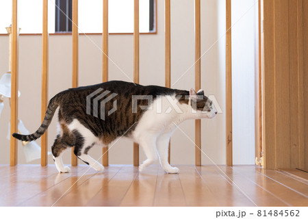 家の中を歩く猫 キジトラ白 家の中を歩く猫 キジトラ白 81484562