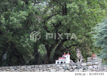 石垣と野良犬とミニ教会（ギリシア・メテオラ） 81485495