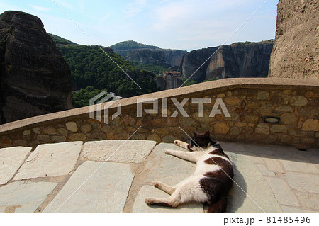 メテオラの教会にいた野良猫 81485496