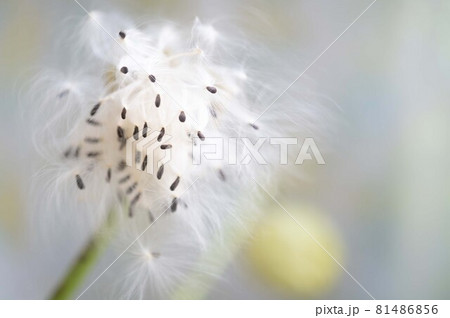 フウセントウワタ 81486856