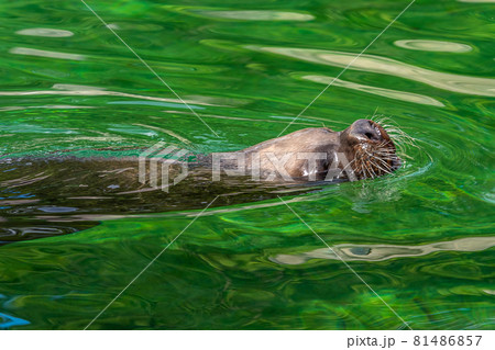 The South American sea lion, Otaria flavescens in the zoo The South American sea lion, Otaria flavescens in the zoo 81486857