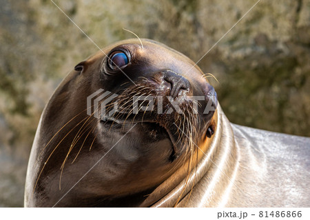 The South American sea lion, Otaria flavescens in the zoo The South American sea lion, Otaria flavescens in the zoo 81486866