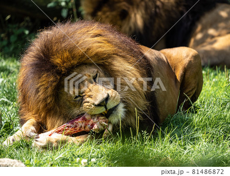 The lion, Panthera leo is one of the four big cats in the genus Panthera The lion, Panthera leo is one of the four big cats in the genus Panthera 81486872