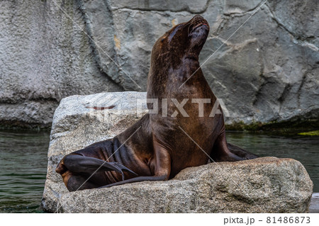 The South American sea lion, Otaria flavescens in the zoo The South American sea lion, Otaria flavescens in the zoo 81486873