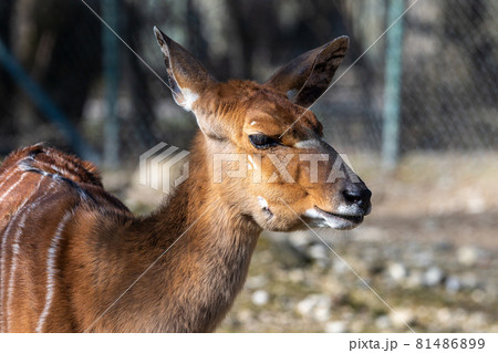 Nyala Antelope - Tragelaphus angasii. Wild life animal. Nyala Antelope - Tragelaphus angasii. Wild life animal. 81486899