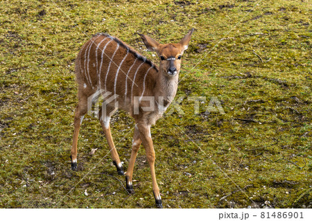 Nyala Antelope - Tragelaphus angasii. Wild life animal. 81486901