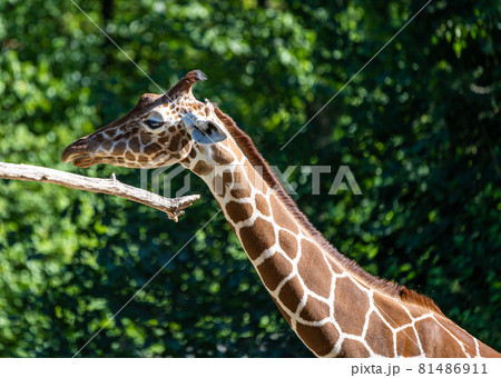 The giraffe, Giraffa camelopardalis is an African mammal The giraffe, Giraffa camelopardalis is an African mammal 81486911