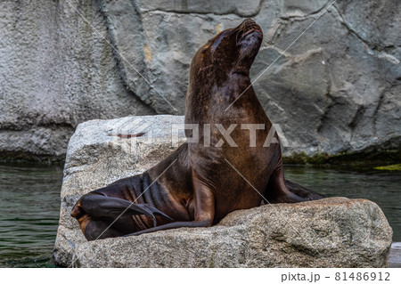 The South American sea lion, Otaria flavescens in the zoo The South American sea lion, Otaria flavescens in the zoo 81486912