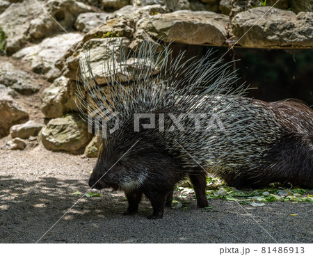 Indian crested Porcupine, Hystrix indica in a german nature park Indian crested Porcupine, Hystrix indica in a german nature park 81486913