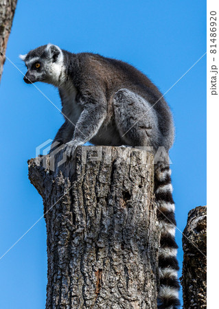 The ring-tailed lemur,Lemur catta with white ringed tail is the most known lemur The ring-tailed lemur,Lemur catta with white ringed tail is the most known lemur 81486920