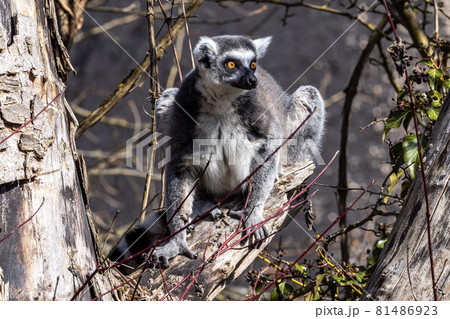 The ring-tailed lemur,Lemur catta with white ringed tail is the most known lemur The ring-tailed lemur,Lemur catta with white ringed tail is the most known lemur 81486923