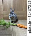 人参を食べるうさぎ 81487212