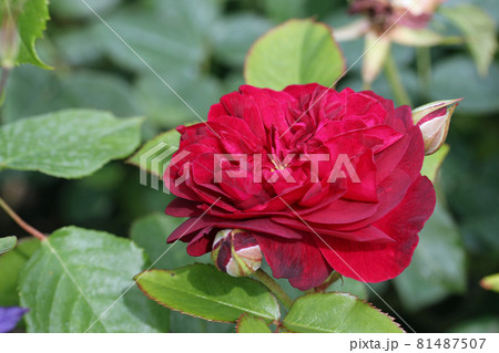 Red rose flower in close up Red rose flower in close up 81487507
