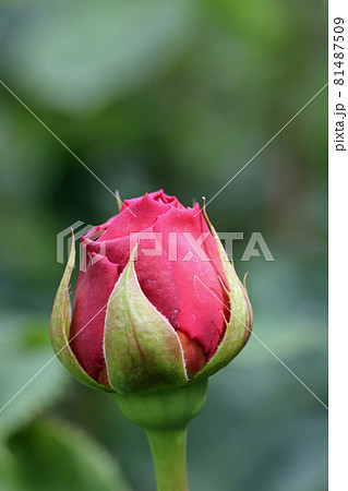 Red rose flower bud in close up 81487509