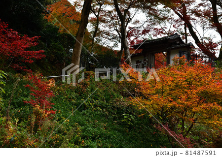 清閑寺の紅葉 清閑寺の紅葉 81487591