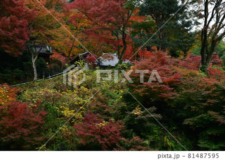 清閑寺の紅葉 清閑寺の紅葉 81487595
