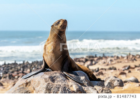 Fur seal enjoy the heat of the sun 81487743