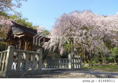 滋賀県彦根市にある井伊神社の祠と枝垂れ桜 滋賀県彦根市にある井伊神社の祠と枝垂れ桜 81488011