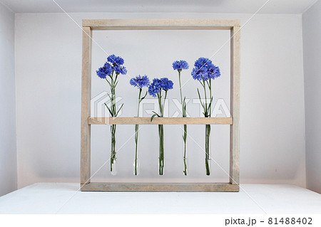 Five blue nice cornflowers in little vases in a wooden frame over grey, simple flower gift Five blue nice cornflowers in little vases in a wooden frame over grey, simple flower gift 81488402