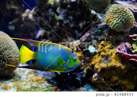 Queen angelfish Holacanthus ciliaris, also known as the blue angelfish, golden angelfish or yellow angelfish underwater in sea Queen angelfish Holacanthus ciliaris, also known as the blue angelfish, golden angelfish or yellow angelfish underwater in sea 81488455