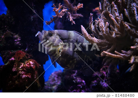 Spotted soapfish Pogonoperca punctata fish underwater in sea Spotted soapfish Pogonoperca punctata fish underwater in sea 81488480