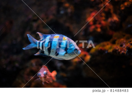 Indo-Pacific sergeant Abudefduf vaigiensis fish Indo-Pacific sergeant Abudefduf vaigiensis fish 81488483