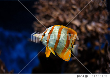 Copperband butterflyfish Chelmon rostratus Copperband butterflyfish Chelmon rostratus 81488486