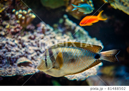 Red Sea sailfin tangfish underwater in sea 81488502