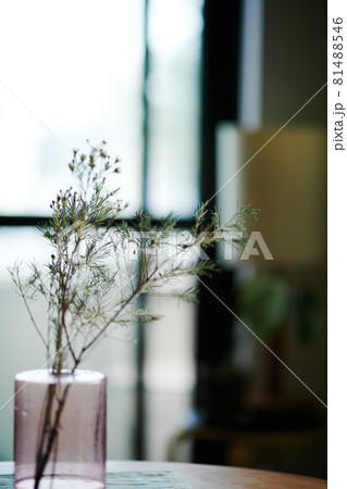 室内に飾られている植物 81488546