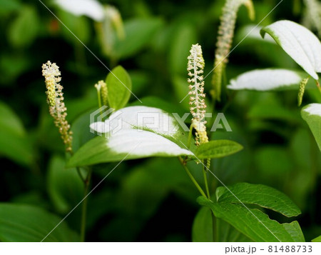 ハンゲショウ 半夏生 の白い葉っぱと花の写真素材