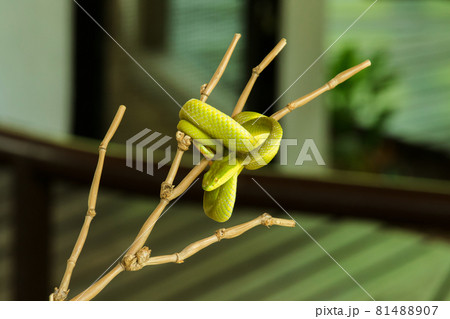 The Red-tailed Racer on a branch is a relatively large non-venomous snake. The distinctive feature is The body is green and the tail is brown. 81488907