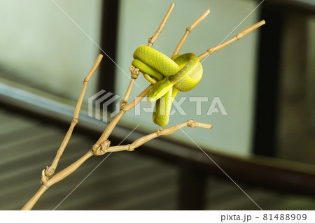 The Red-tailed Racer on a branch is a relatively large non-venomous snake. The distinctive feature is The body is green and the tail is brown. The Red-tailed Racer on a branch is a relatively large non-venomous snake. The distinctive feature is The body is green and the tail is brown. 81488909