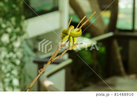 The Red-tailed Racer on a branch is a relatively large non-venomous snake. The distinctive feature is The body is green and the tail is brown. The Red-tailed Racer on a branch is a relatively large non-venomous snake. The distinctive feature is The body is green and the tail is brown. 81488910