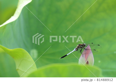 シオカラトンボ　蓮の蕾で一休み　（高知県　土佐市）	 81488912