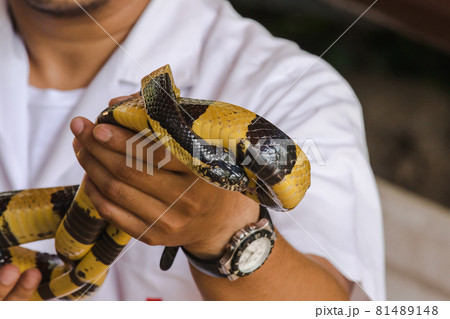 Banded krait in male hands is a type of venomous snake. The body is a triangular ridge. The color of the body is black, alternating with yellow throughout the body. Banded krait in male hands is a type of venomous snake. The body is a triangular ridge. The color of the body is black, alternating with yellow throughout the body. 81489148