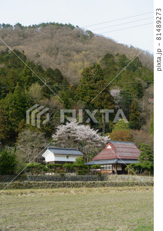 里山に咲く桜と古民家と蔵のある春景色 里山に咲く桜と古民家と蔵のある春景色 81489273