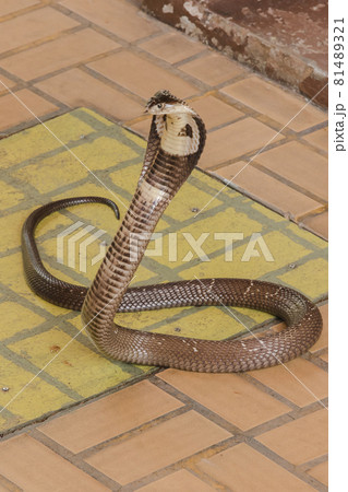 The cobra was on the floor with its neck raised. Cobras are classified as medium-sized venomous snakes. The size when fully grown is about 1 meter long. 81489321
