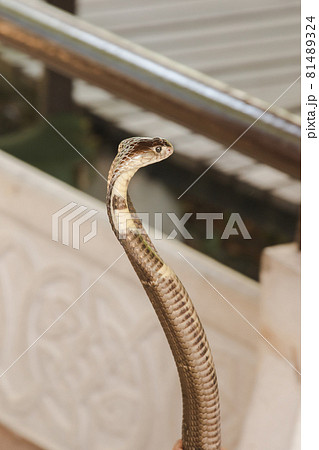 The cobra was on the floor with its neck raised. Cobras are classified as medium-sized venomous snakes. The size when fully grown is about 1 meter long. 81489324