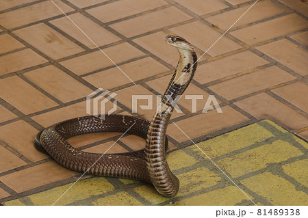 The cobra was on the floor with its neck raised. Cobras are classified as medium-sized venomous snakes. The size when fully grown is about 1 meter long. 81489338