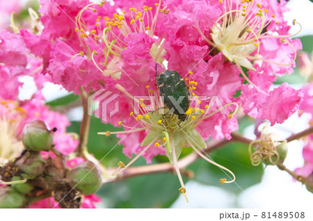 コアオハナムグリ コアオハナムグリ 81489508