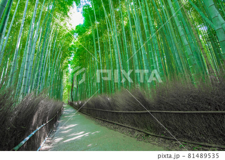 京都嵐山 天龍寺北 夏の竹林の小径の写真素材