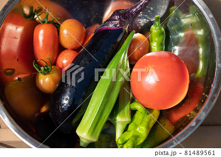夏野菜の収穫・集合　（7月）　家庭菜園 81489561