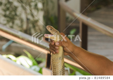 King cobra in hand The king cobra is the longest venomous snake in the world. 81489584