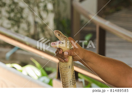 King cobra in hand The king cobra is the longest venomous snake in the world. 81489585