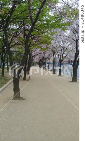 街路樹 公園 木 81490345