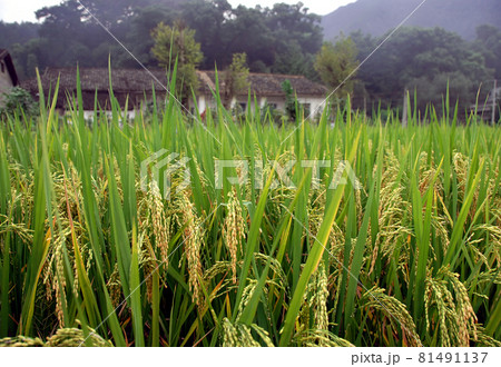Upper Xiao Qi in Wuyuan County, Jiangxi Province, China. Upper Xiao Qi is an ancient town in Wuyuan County which is known for its Tang Dynasty architecture. Fields with traditional buildings. 81491137