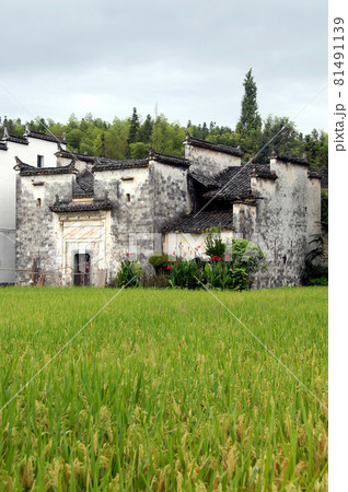Sixi Yancun in Wuyuan County, Jiangxi Province, China. Sixi Yancun is an ancient town in Wuyuan County which is known for its Tang Dynasty architecture. Traditional village buildings with fields. 81491139