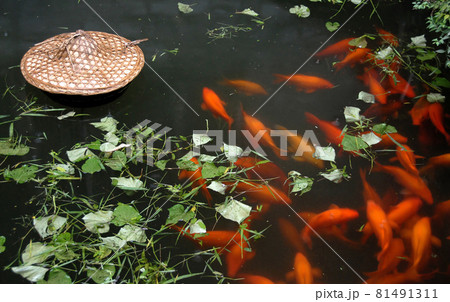 Traditional carp pond in Xiao Likeng in Wuyuan County, Jiangxi Province, China. Xiao Likeng is an ancient town known for its Tang Dynasty architecture. Pond with orange carp and green leaves. 81491311