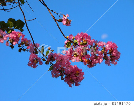 木漏れ日を浴びたサルスベリの枝(青空と百日紅の花と実) 木漏れ日を浴びたサルスベリの枝(青空と百日紅の花と実) 81491470