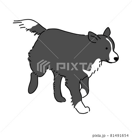 ボーダーコリー 走っている犬の姿のイラスト素材
